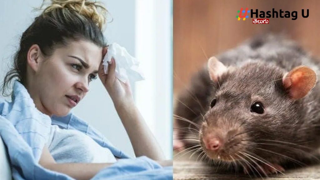 Rat Fever