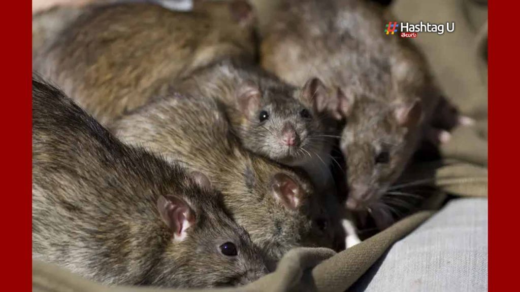 Rats Attack