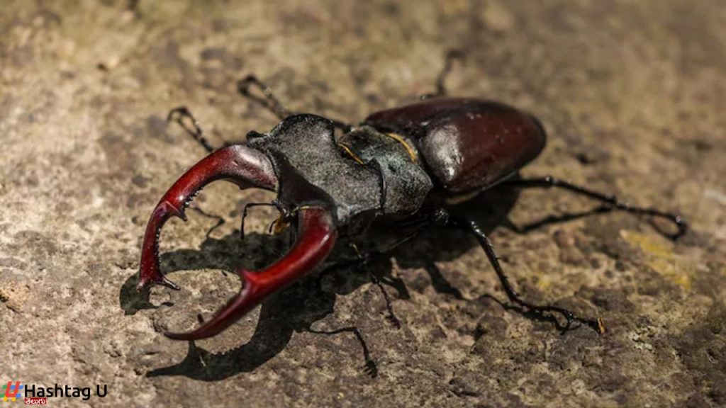 Stag Beetle Expensive Insect