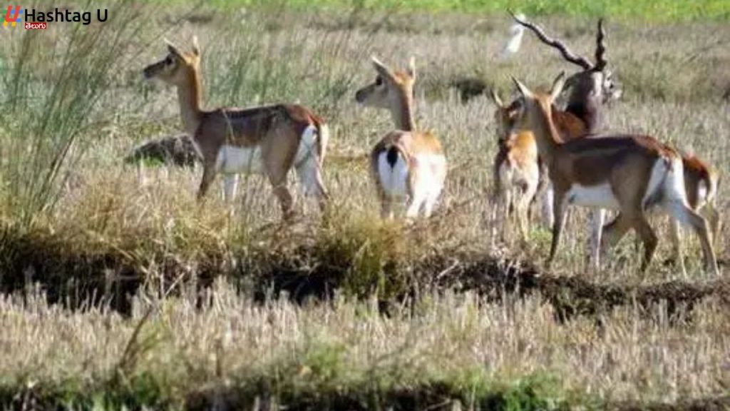 Telangana Border Black Deers