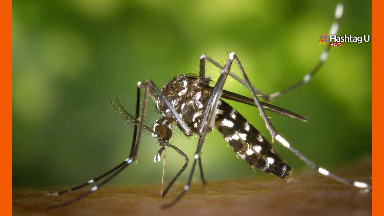 Zika Virus : పుణేలో ‘జికా’ కలకలం.. ఇద్దరు గర్భిణులకు పాజిటివ్