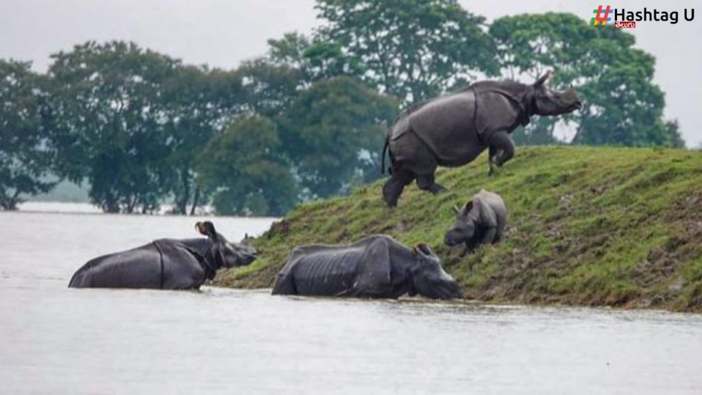 Assam Floods 200 Animals Killed