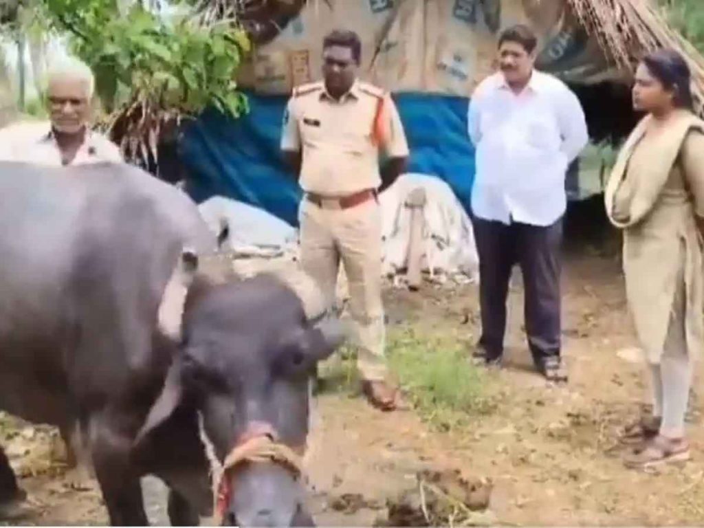 Buffalo Raped