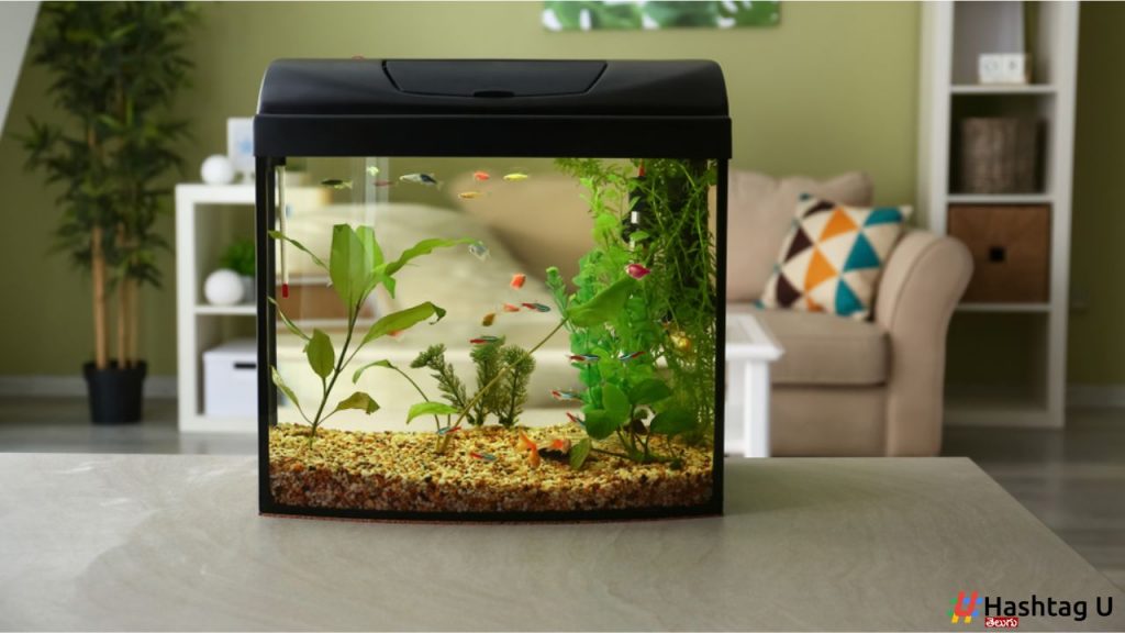Fish Aquarium At Home