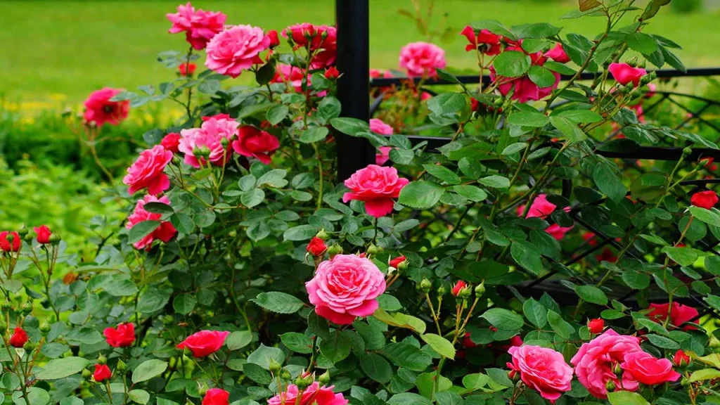 Rose