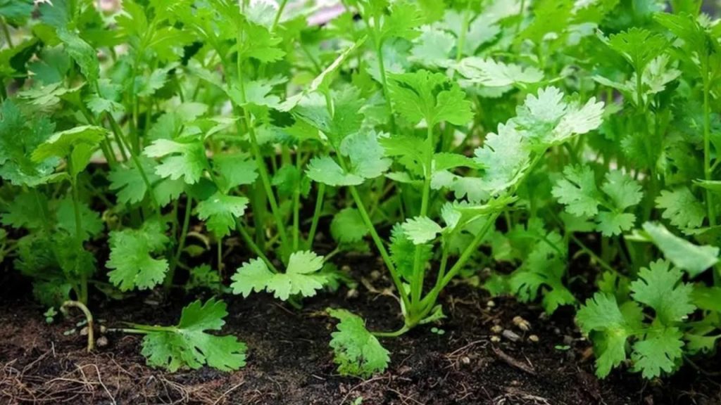 Coriander