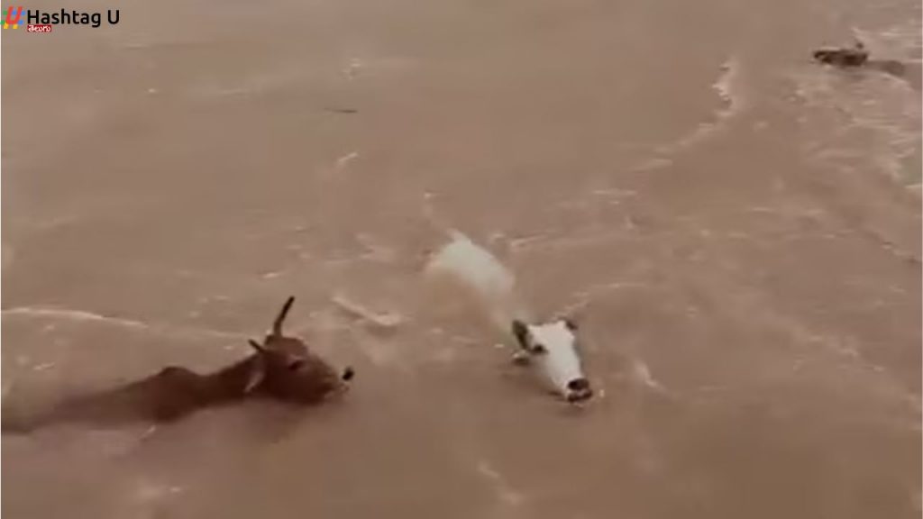 Cows Thrown Into River Shocking Video