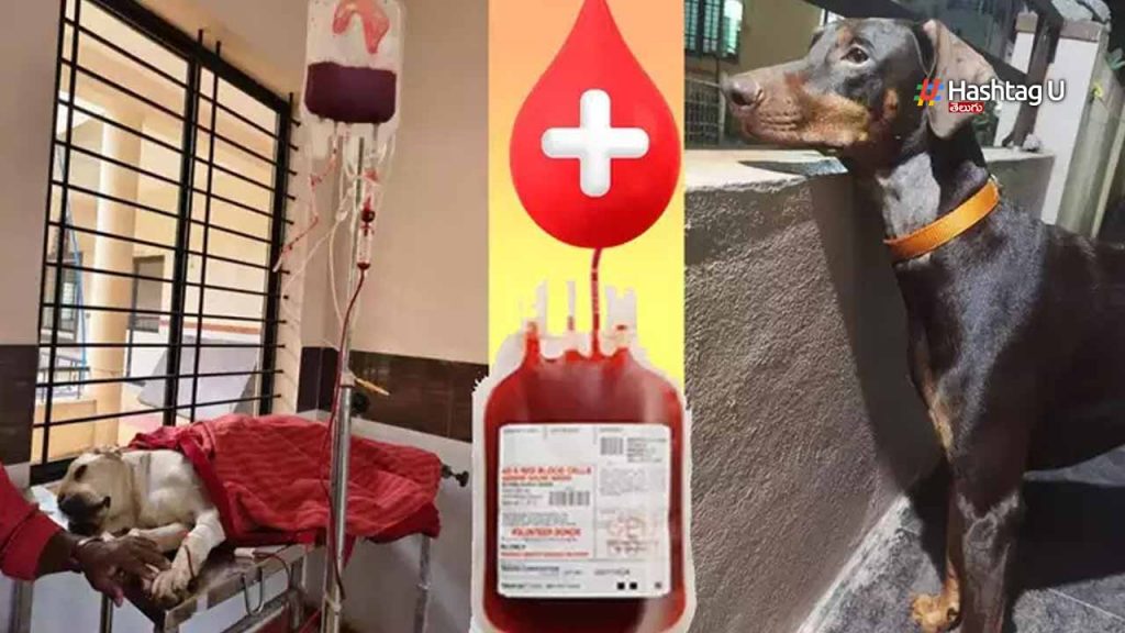 Dog Blood Donation