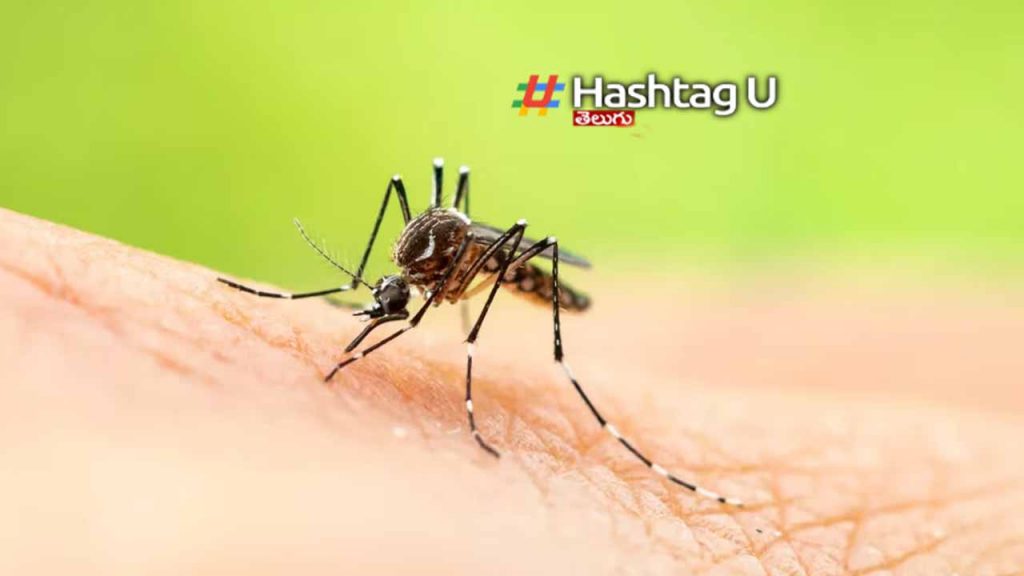 EEE virus outbreak in the America