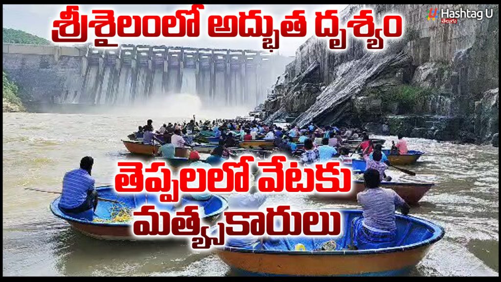 Fish Hunting In Srisailam