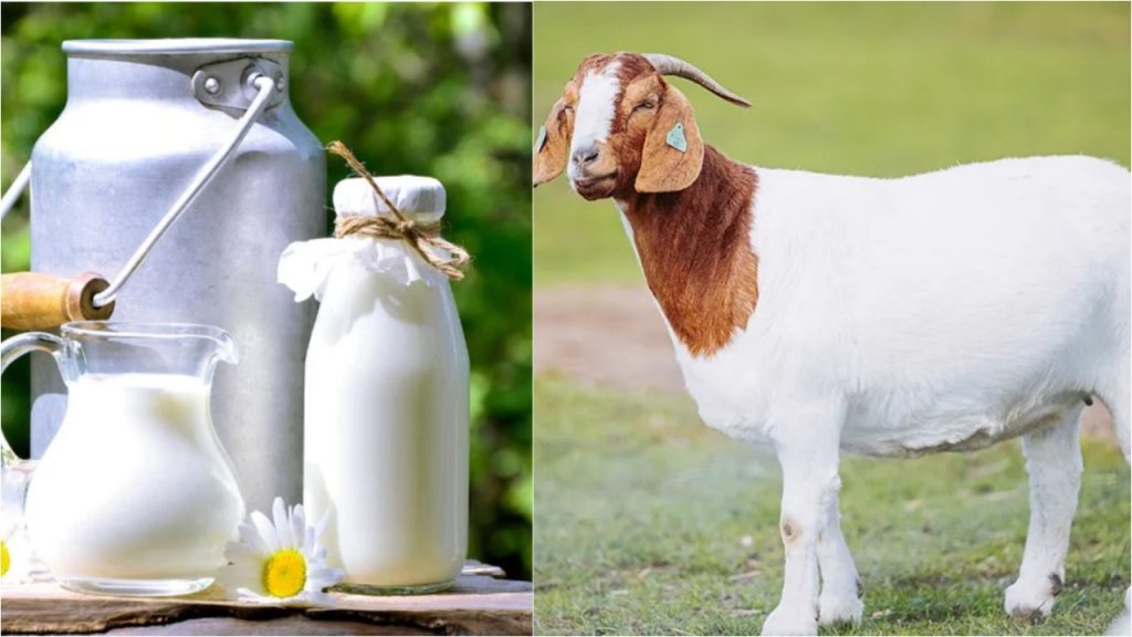 Goat Milk
