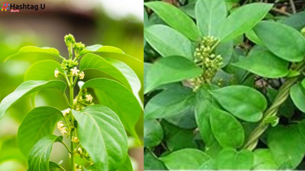 Gurmar Medicinal Plants Cultivation