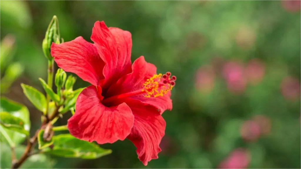 Hibiscus Flower
