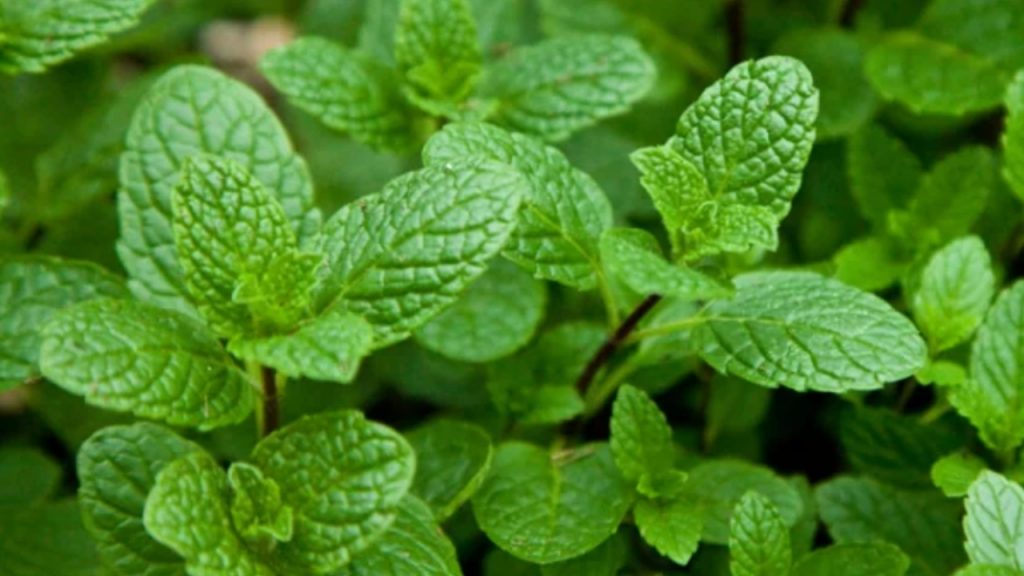 Mint Leaves