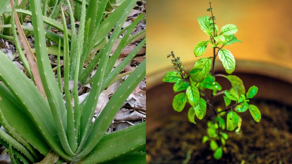 Plants At Home