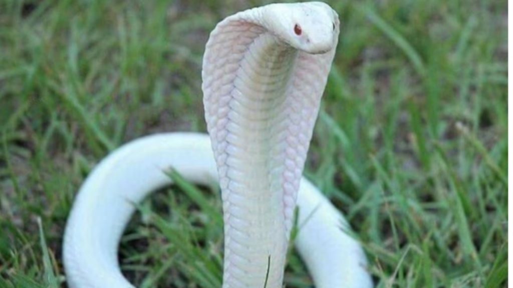 Snake