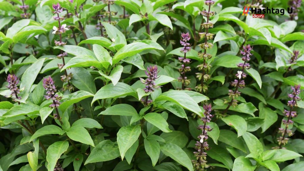 Tulasi Types
