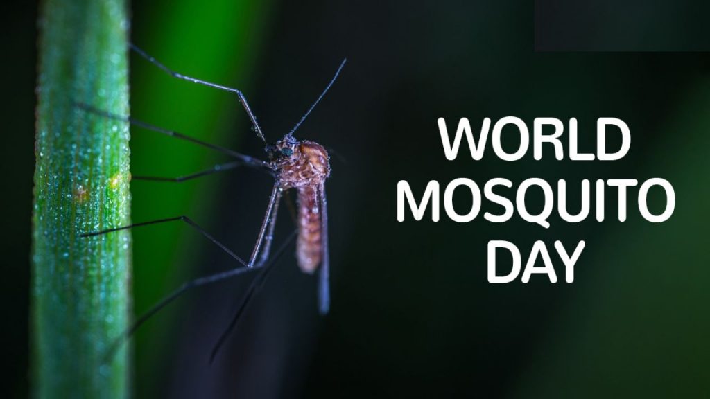 World Mosquito Day 2024
