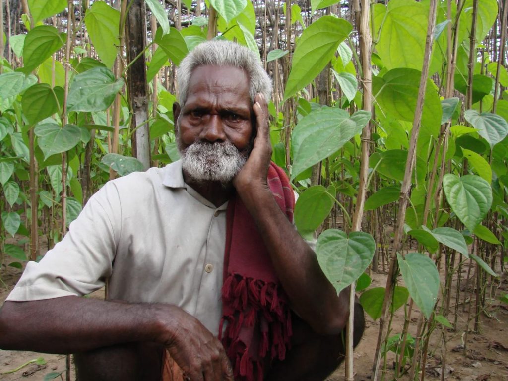 Betel Leaf Farming