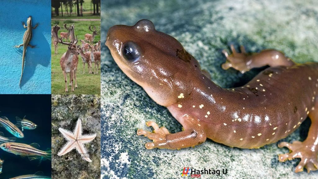 These Living Creatures Can Regain Lost Bodies