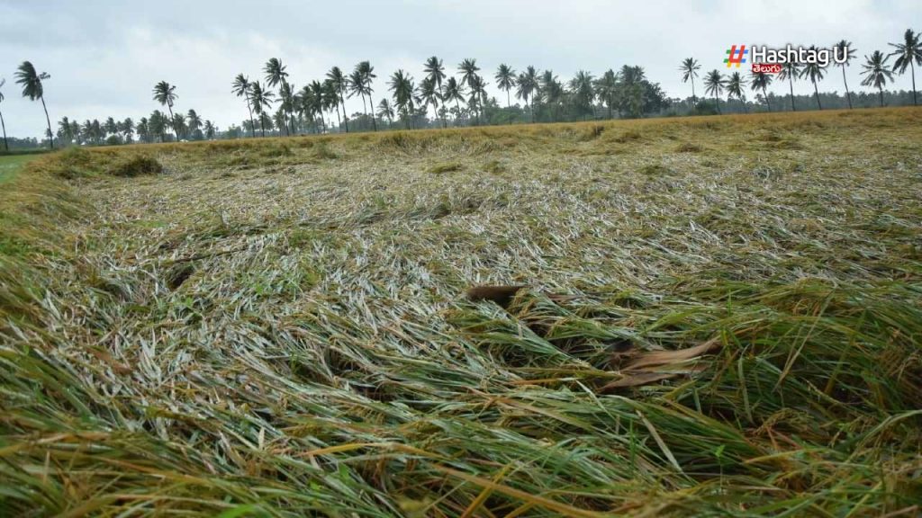Ap Heavy Rains Loss