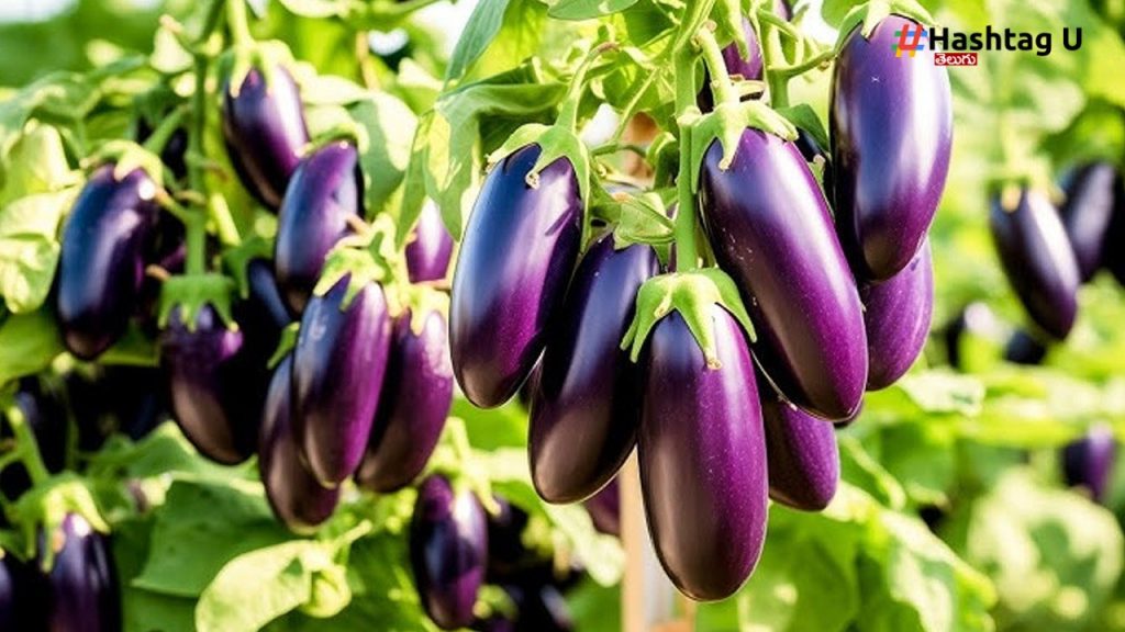 Brinjal Side Effects