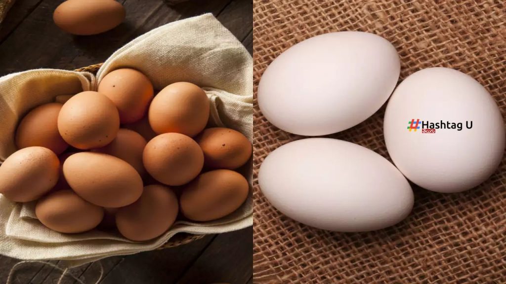 Brown Egg Vs White Egg Nutrients Info