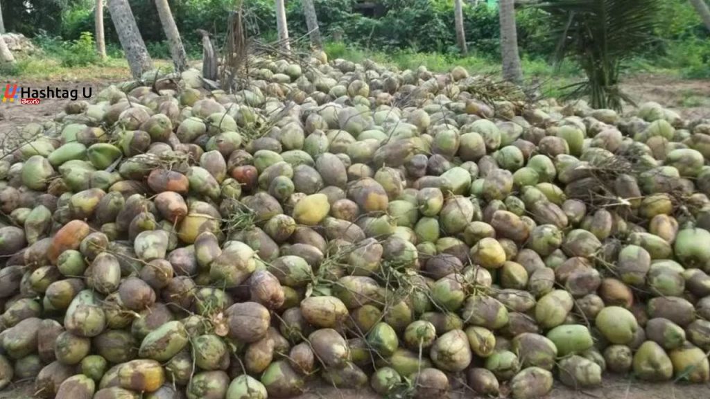 Coconuts Price Konaseema Market Andhra Pradesh