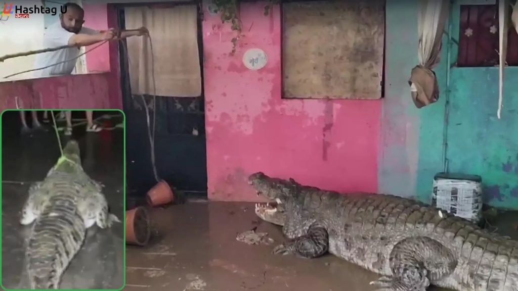 Crocodiles Rescued Gujarat Floods