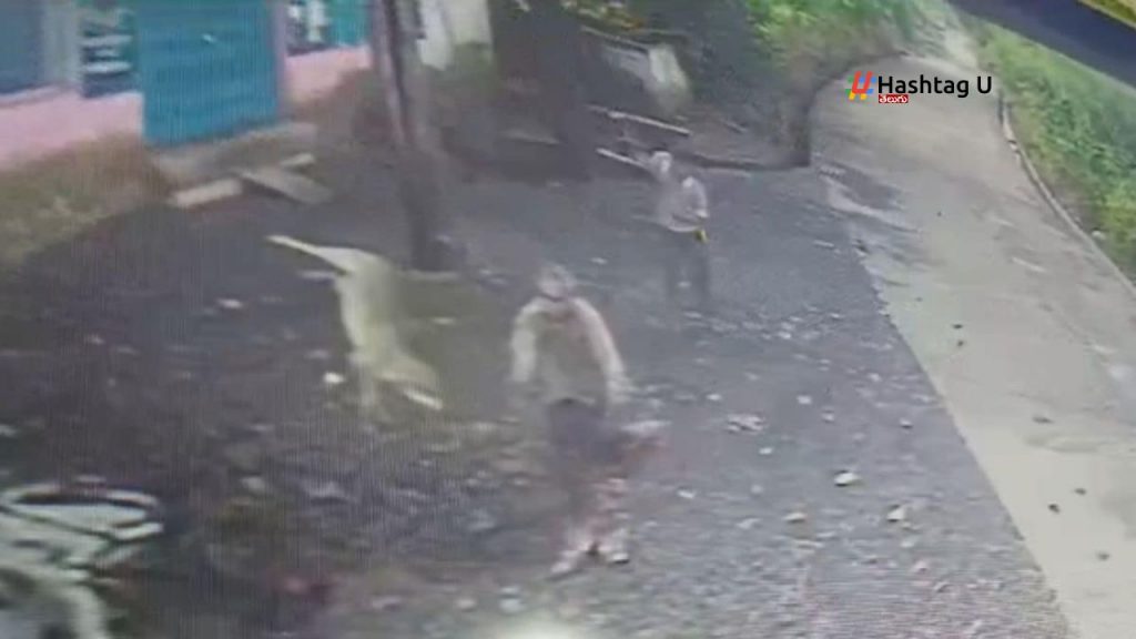 Jackal Attack In Madhya Pradesh