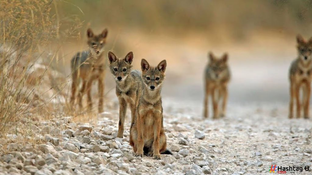 Jackal Attack In Pilibhit