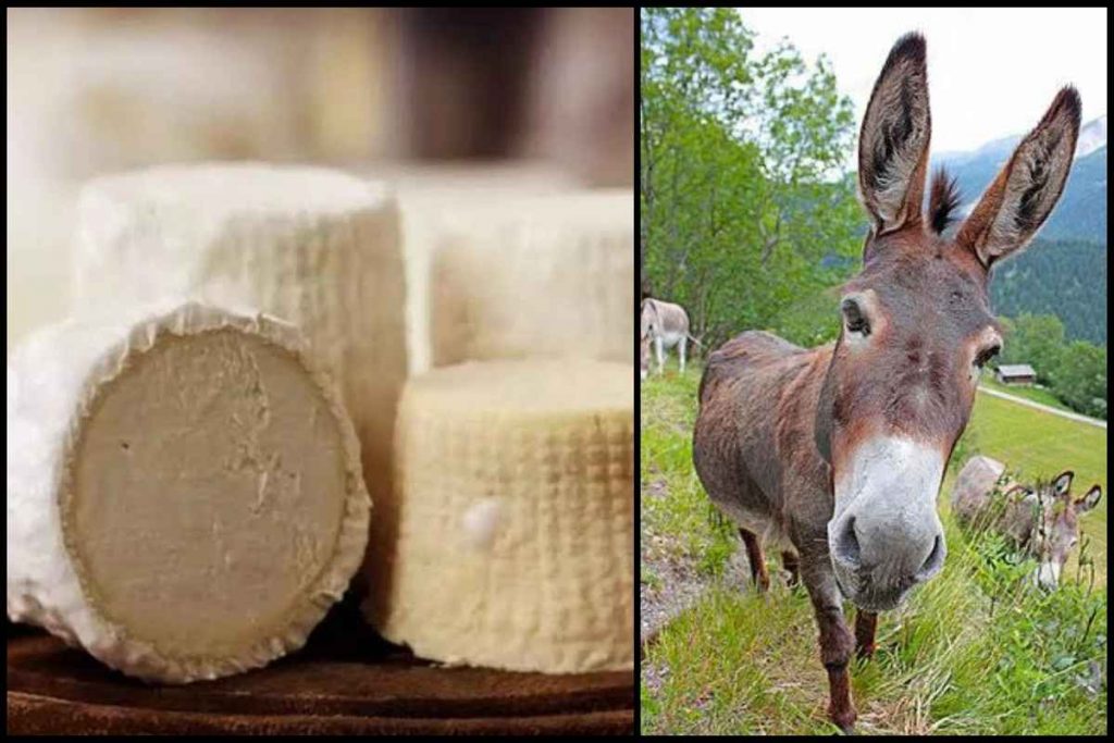 Most Expensive Paneer