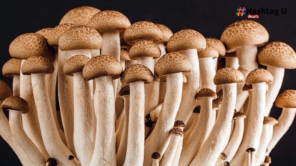 Mushroom Benefits