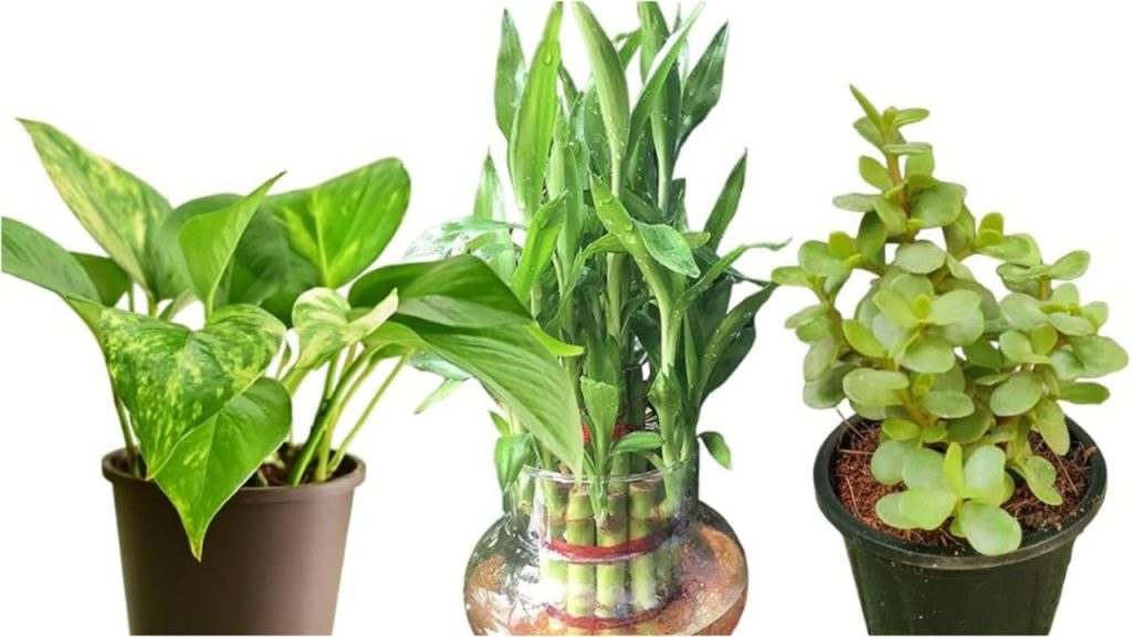 Houseplants In Bottles