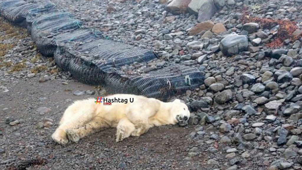 Polar Bear Shot Dead Iceland Police