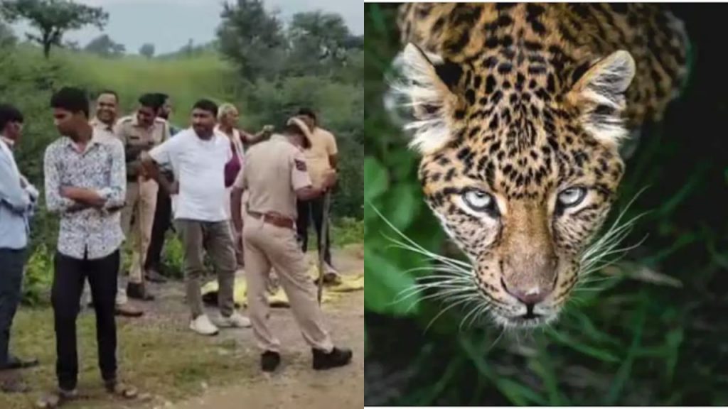 Rajasthan Udaipurs Panther Attack