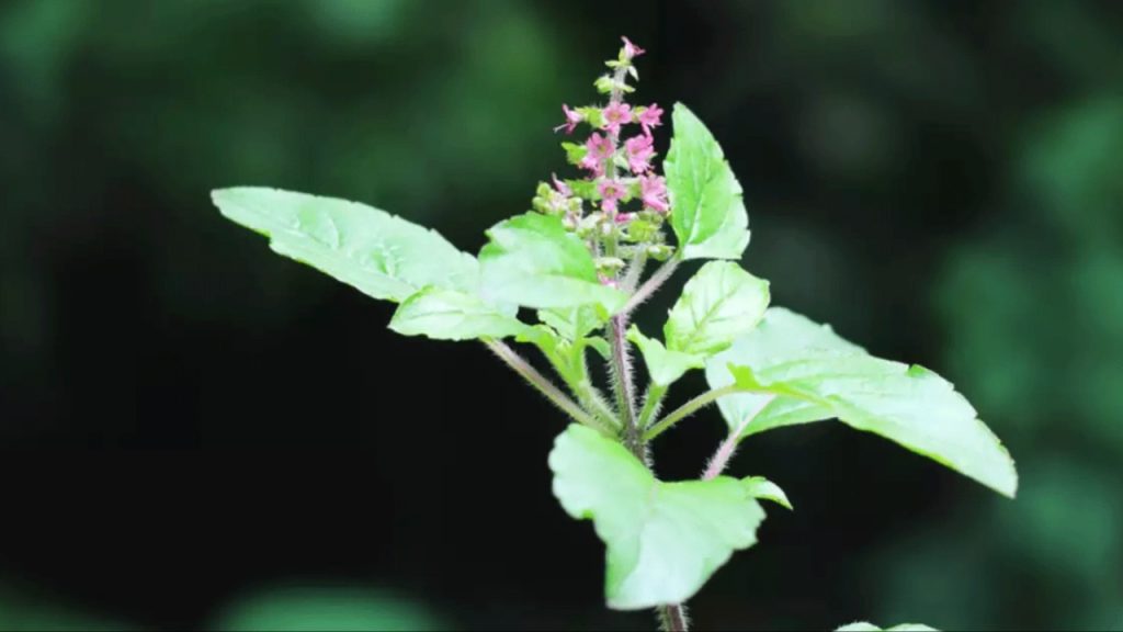 Tulsi Plant