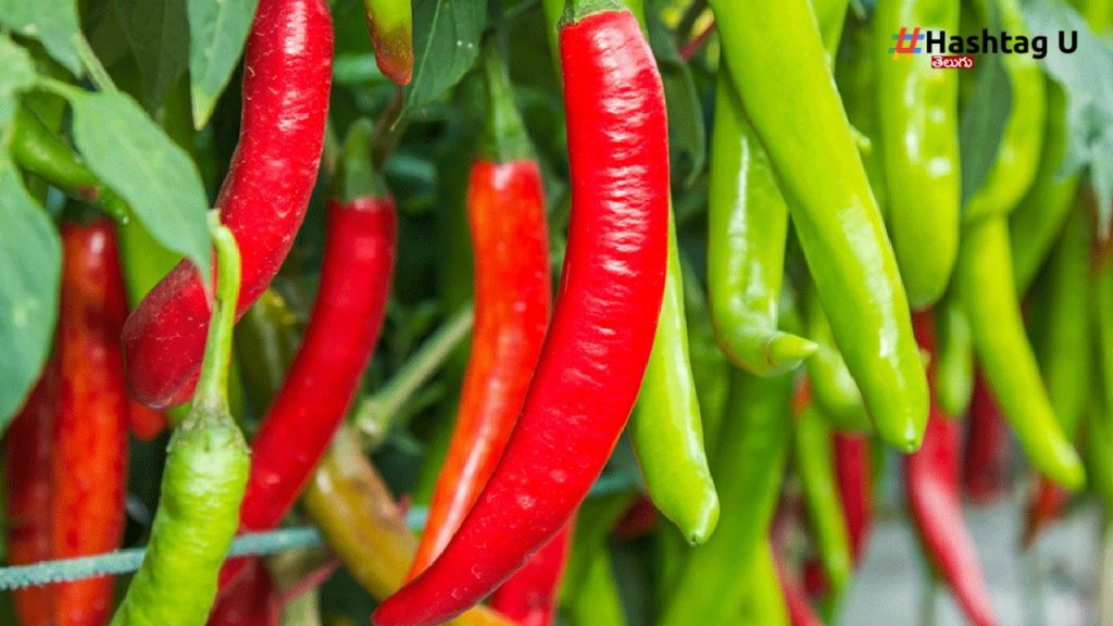 Chillies