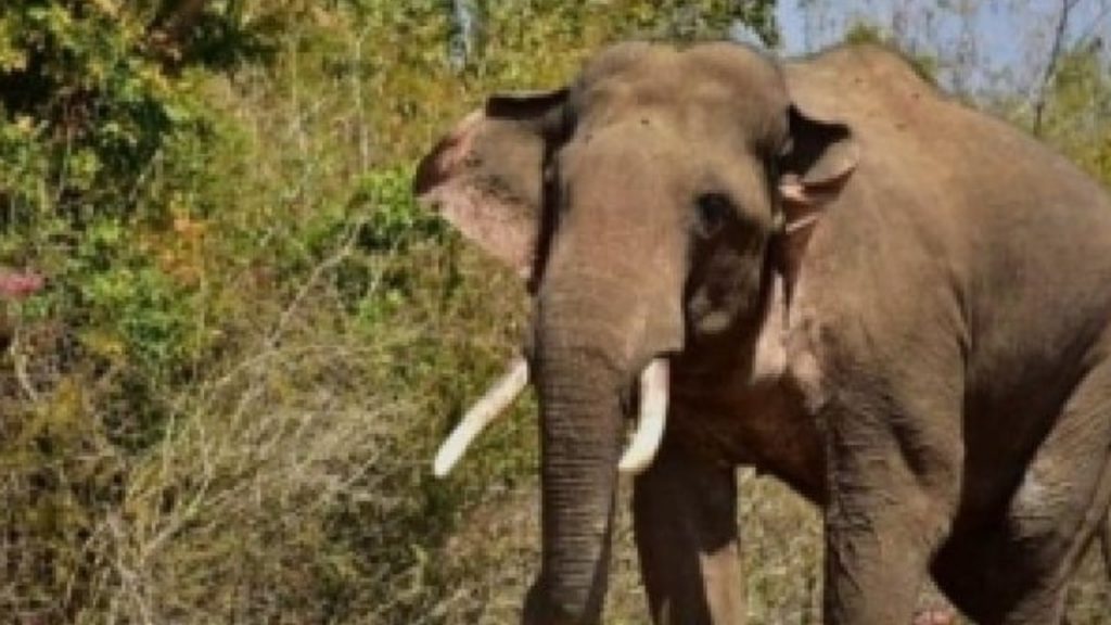Elephant