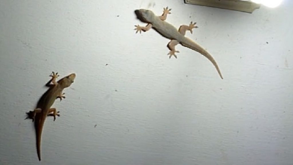 Lizards