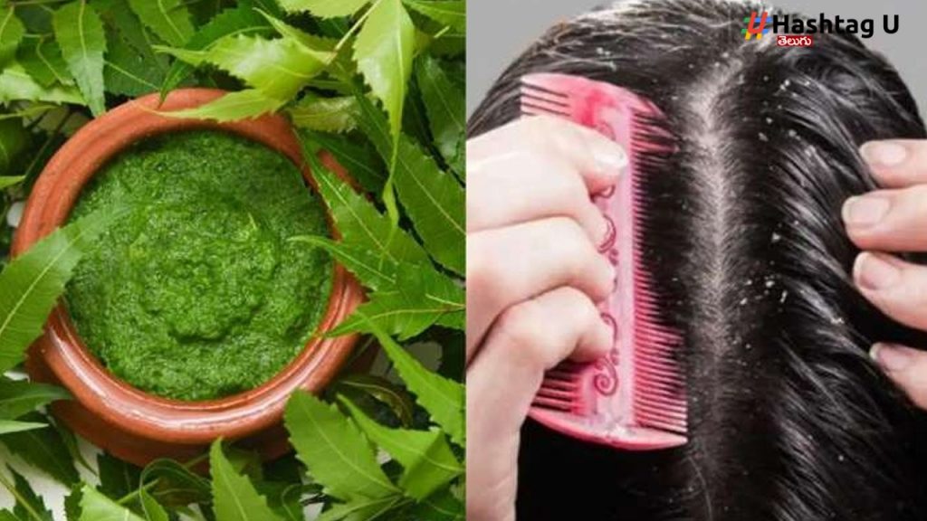 Neem Leaves