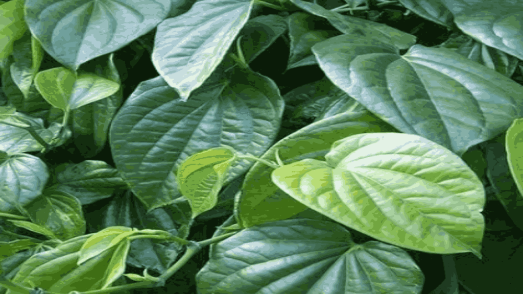 Betel Leaf