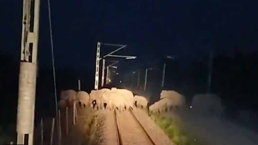 60 Elephants Crossing The R