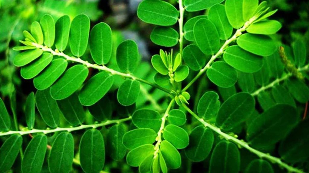 Amla Leaves