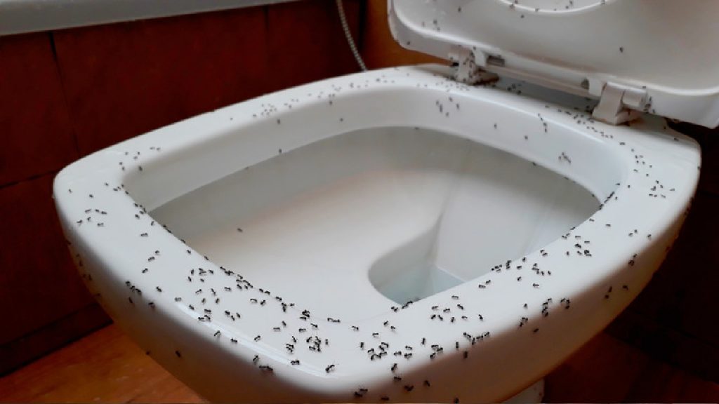 Ants On Toilet