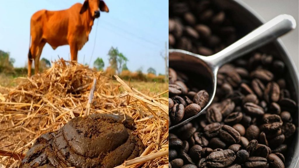 Cow Dung Coffee Food Adulteration