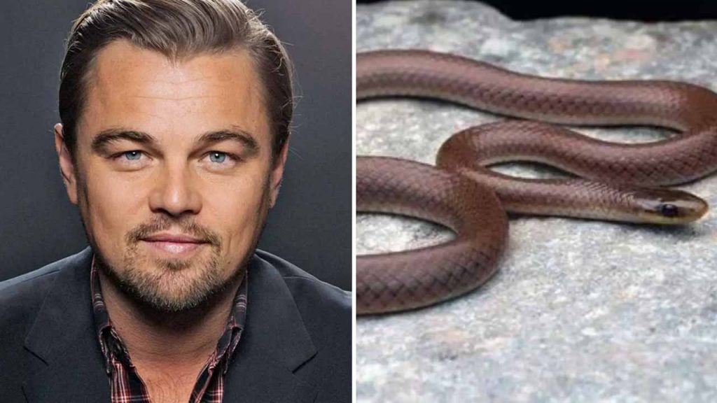 Dicaprio's Himalayan Snake