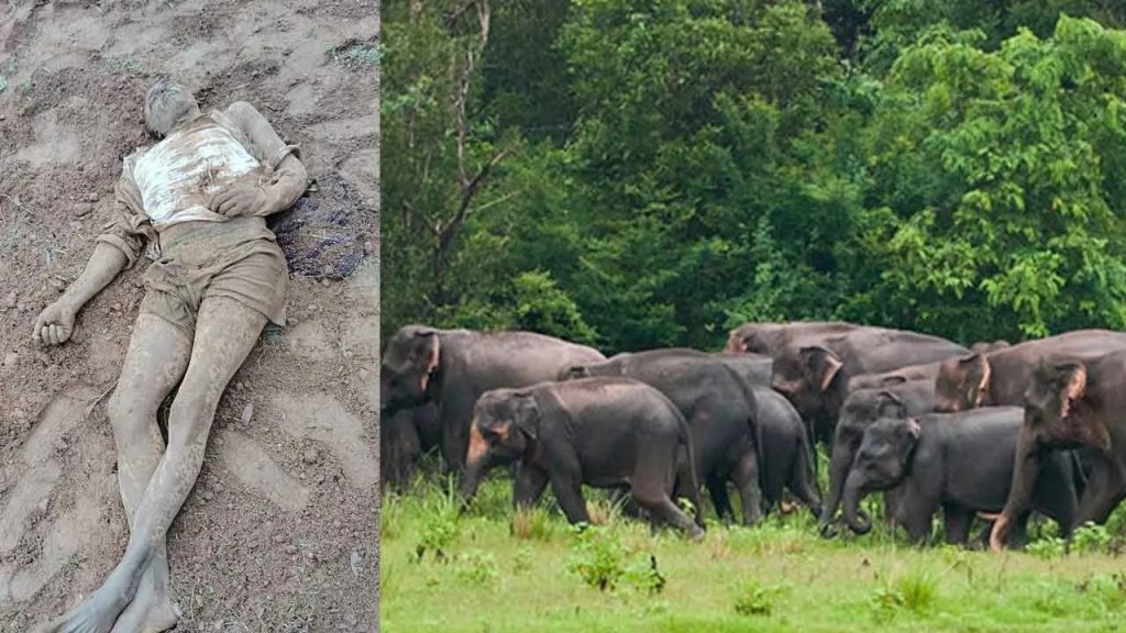 Elephants Attack