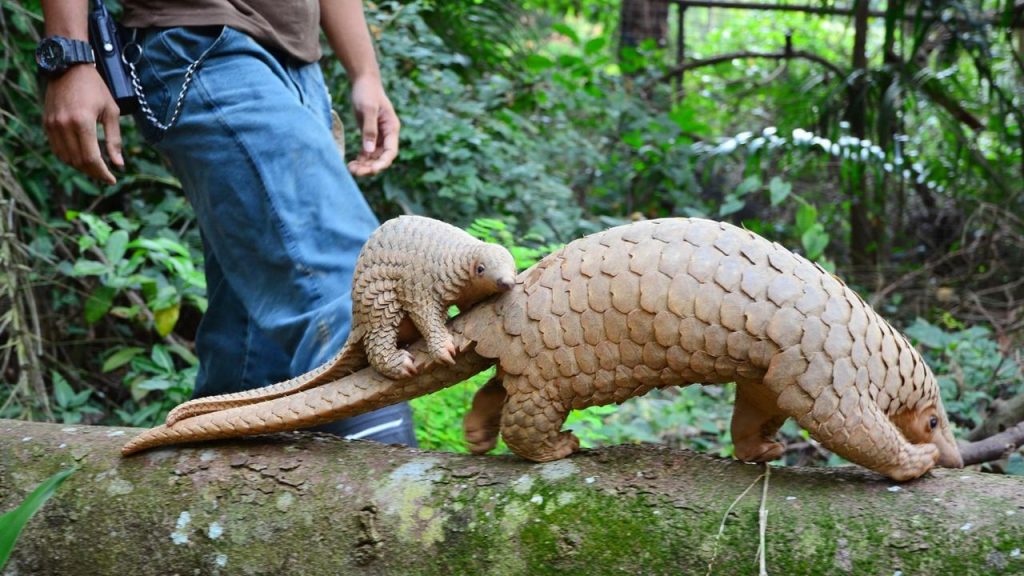 Endangered Animals Hunting Gangs Warangal District Pangolin