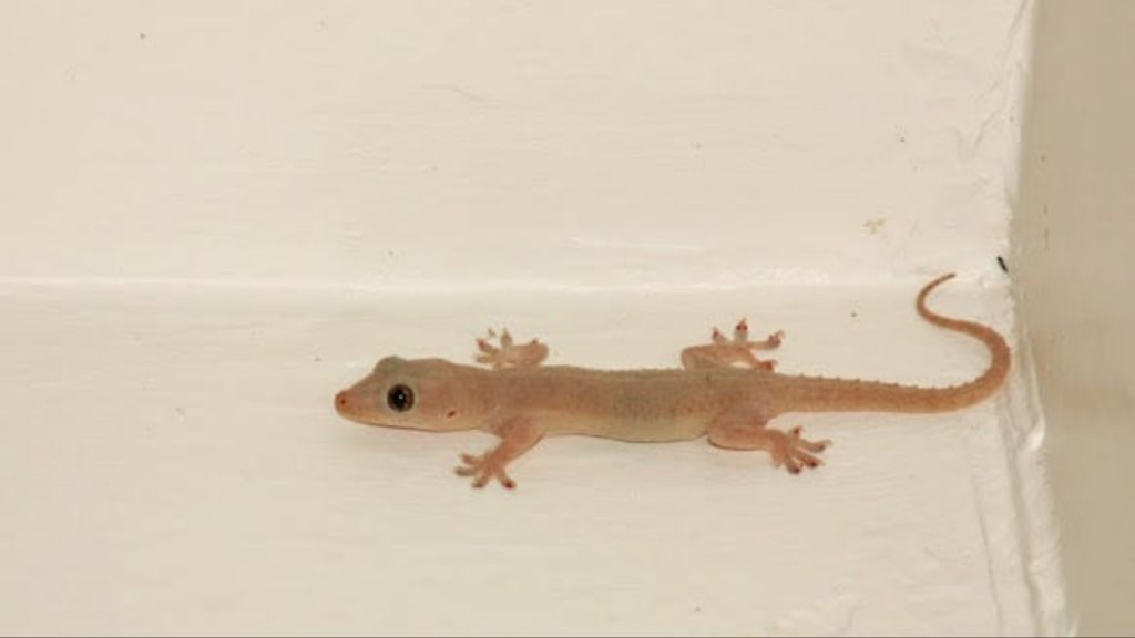 Lizard